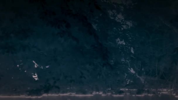 Мати Ягуар Дитинча Пантера Онка Грають Водно Болотних Угіддях Пантаналу — стокове відео