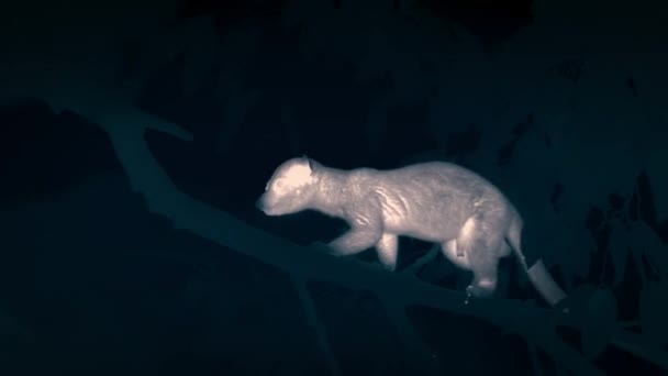 Μικρό Οδοντωτό Palm Civet Arctogalidia Trivirgata Κάθεται Ένα Υποκατάστημα Τρώει — Αρχείο Βίντεο