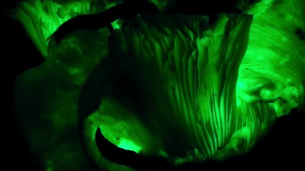 Прошло Время Выращивания Грибов Panellus Stipticus Светится Темноте Тропических Лесах — стоковое видео