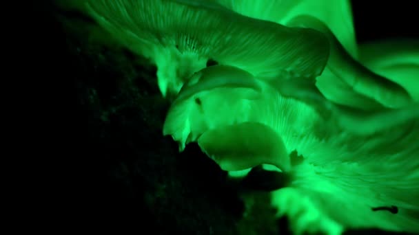Time Lapse Panellus Stipticus Mushroom Growing Glows Dark Tropical Forest — 비디오