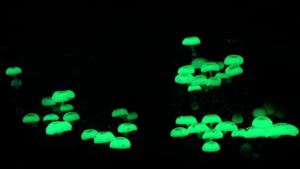 Time Lapse Panellus Stipticus Mushroom Growing Glows Dark Tropical Forest — Vídeos de Stock