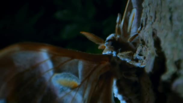 Close Attacus Atlas Butterfly Also Known Atlas Moth Resting Tree — Stock Video