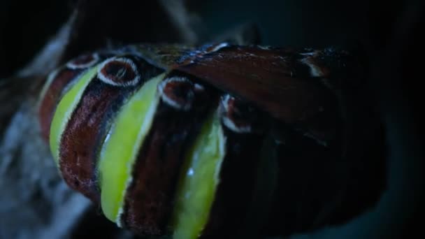 Attacus Atlas Butterfly Also Known Atlas Moth Got Out Cocoon — Vídeo de stock