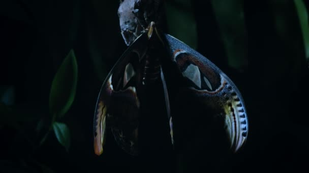 Attacus Atlas Πεταλούδα Επίσης Γνωστή Atlas Moth Βγήκε Από Κουκούλι — Αρχείο Βίντεο