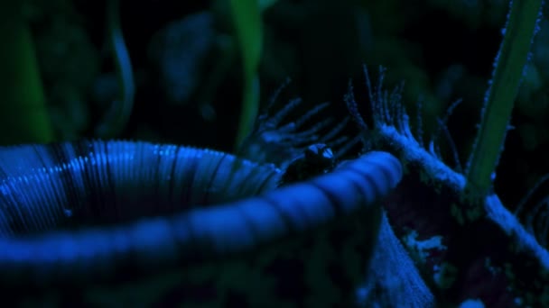 Close Fly Tempted Sweet Nectar Carnivorous Pitcher Plant Borneo Malaysia — Vídeo de Stock