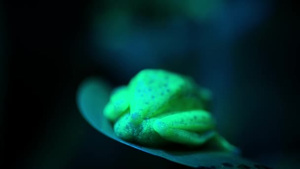 Polka Dot Tree Frog Hypsiboas Punctatus Its Absorbing Ultraviolet Light — Stock video