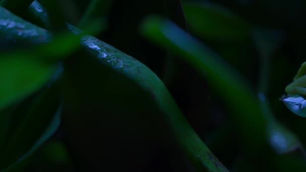 Polka Dot Tree Frog Hypsiboas Punctatus Its Absorbing Ultraviolet Light — 图库视频影像
