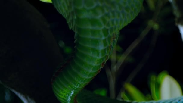 Close Low Angle Shot Green Pit Viper Snake Forest Thailand — Vídeo de stock
