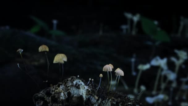 Time Lapse Psilocybin Mushroom Growing Tropical Forest Night Amazon Rainforest — Stock video
