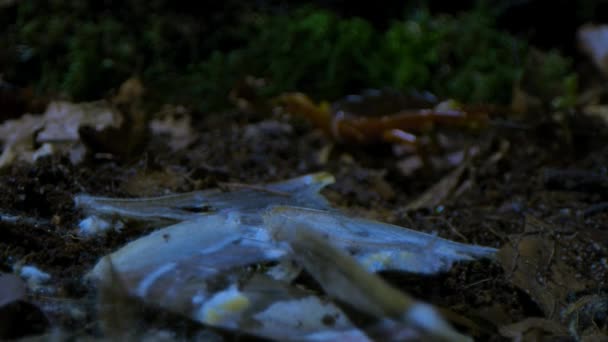 Close Giant Centipedes Eating Moth Tropical Forest Night Amazon Rainforest — 비디오