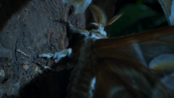 Close Attacus Atlas Butterfly Also Known Atlas Moth Resting Tree — Stockvideo