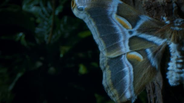 Метелик Аттакус Атлас Також Відомий Метелик Атлас Відпочиває Дереві Тропічному — стокове відео