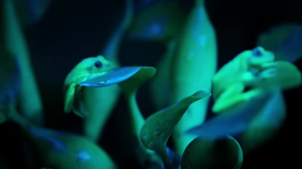 Polka Dot Tree Frog Hypsiboas Punctatus Its Absorbing Ultraviolet Light — Stock videók