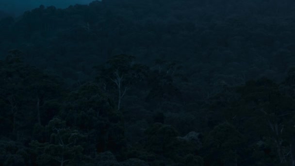 Aerial View Tropical Amazon Rainforest Night Brazil — Vídeo de Stock