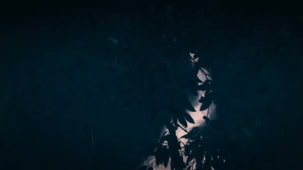 Близько Суматранського Орангутанга Pongo Pygmaeus Лазить Їсть Фігові Фрукти Джунглях — стокове відео