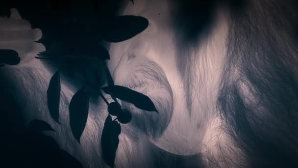 Крупным Планом Суматранских Орангутангов Pongo Pygmaeus Является Восхождение Поедание Плодов — стоковое видео
