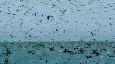 The huge flock of cormorants, boobies and other seabirds Feeding Frenzy, Dive And Swim Underwater seeking the shoal of anchovies, Peruvian coast, South America.