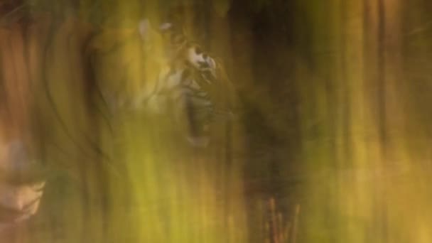 Langzame Beweging Van Gecamoufleerde Bengaalse Tijger Close Het Bos Van — Stockvideo