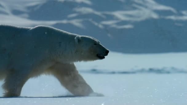 Oso Polar Ursus Maritimus Caminando Por Área Svalbard Busca Comida — Vídeo de stock