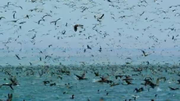 Huge Flock Cormorants Boobies Other Seabirds Feeding Frenzy Dive Swim — Αρχείο Βίντεο