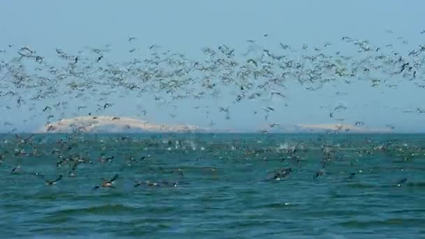 Huge Flock Cormorants Boobies Other Seabirds Feeding Frenzy Dive Swim — Vídeo de stock