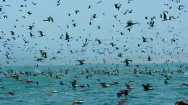 Huge Flock Cormorants Boobies Other Seabirds Feeding Frenzy Dive Swim — Vídeo de stock