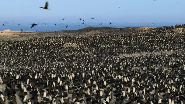 Colony Seabirds Cliff Breeding Season Peruvian Coast South America — Vídeo de Stock