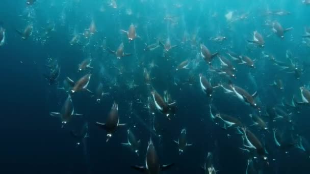Colony Emperor Penguins Aptenodytes Forsteri Diving Swimming Cold Ocean Water — Vídeo de stock