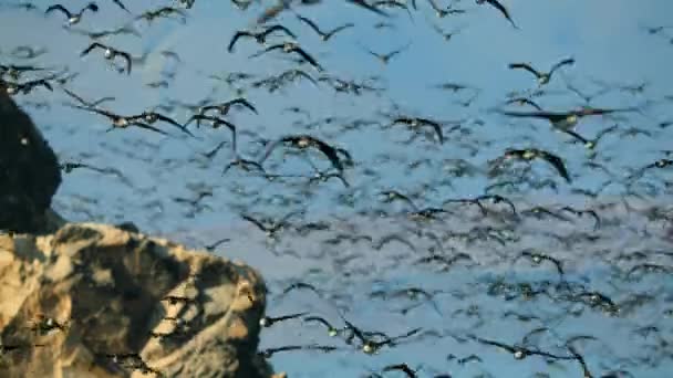 Slow Motion Huge Flock Cormorants Boobies Other Seabirds Flying Seeking — Stockvideo