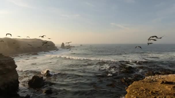 Aerial Drone Shot Pacific Ocean Waves Cliffs Sea Birds Unique — Video Stock