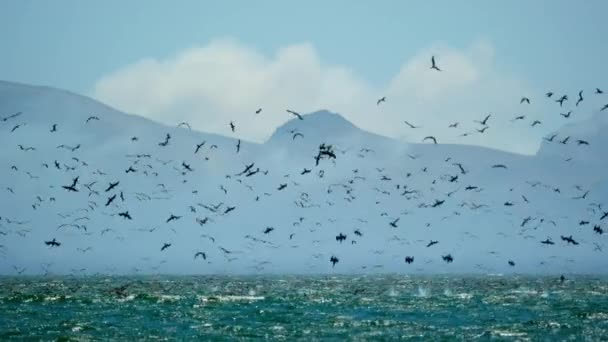 Huge Flock Cormorants Boobies Other Seabirds Feeding Frenzy Dive Swim — Stockvideo