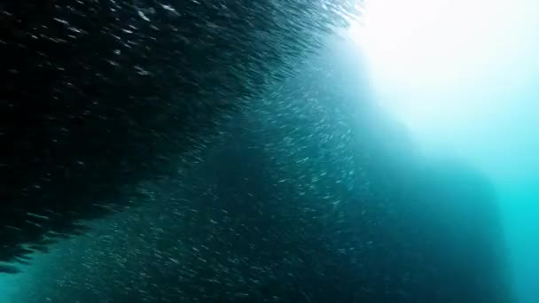 Shoal Anchovies Surface Gathering Reef Peruvian Coast South America — Stock video