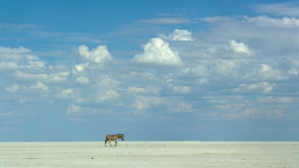 Zebra Walking Vast Salt Pans Kubu Island Botswana — Stock videók