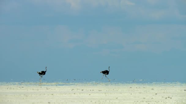 Ostriches Running Vast Salt Pans Kubu Island Botswana Slow Motion — Vídeos de Stock