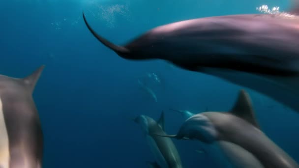 Many Dolphins Swim Quickly Porpoising Jumping Out Water Hunting Fishes — Stok video