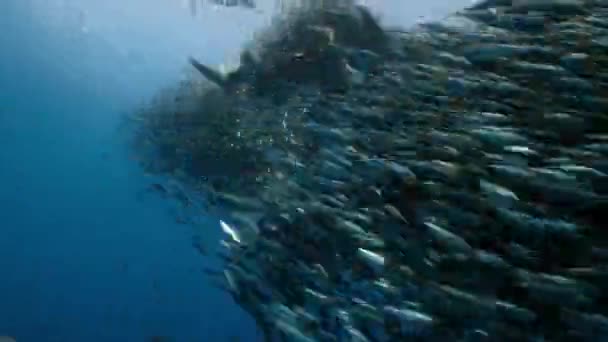 Flock Shearwater Birds Feeding Frenzy Dive Swim Underwater Seeking Shoal — Wideo stockowe