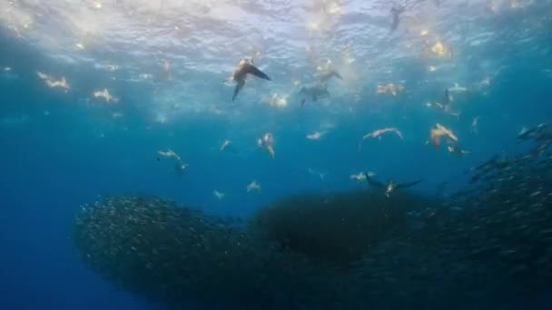 Flock Shearwater Birds Feeding Frenzy Dive Swim Underwater Seeking Shoal — Video Stock