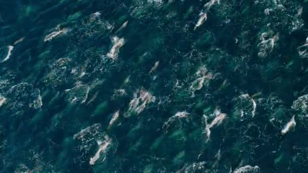 Many Dolphins Swim Quickly Porpoising Jumping Out Water Hunting Fishes — Vídeo de Stock