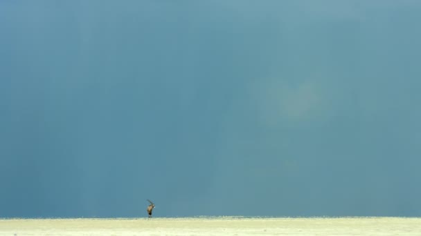 Impala Standing Vast Salt Pans Kubu Island Botswana — Wideo stockowe