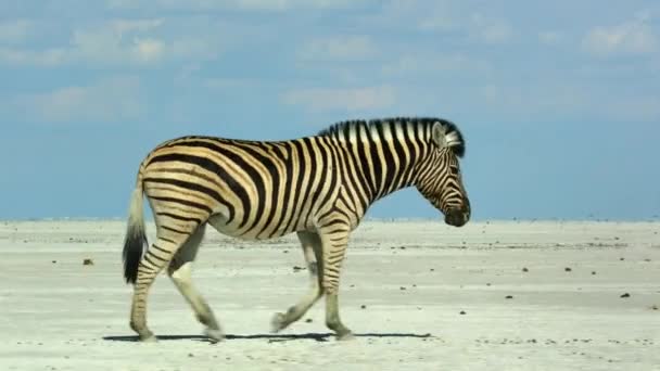 Zebra Walking Vast Salt Pans Kubu Island Botswana — 图库视频影像