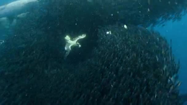 Flock Shearwater Birds Feeding Frenzy Dive Swim Underwater Seeking Shoal — Stok Video