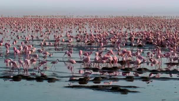 Flock Lesser Flamingos Phoeniconaias Minor Walking Eating Water Lake Bogoria — 비디오