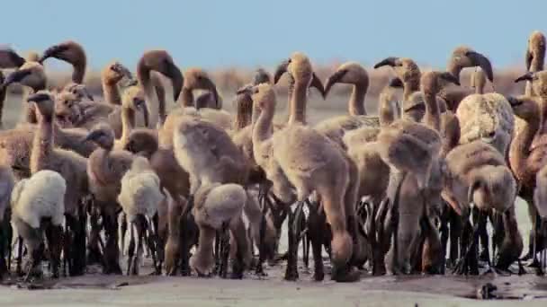 Flock Lesser Flamingos Chicks Phoeniconaias Minor Walking Eating Water Lake — Αρχείο Βίντεο