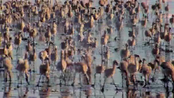 Flock Lesser Flamingos Chicks Phoeniconaias Minor Run Finding Food Fresh — Vídeos de Stock