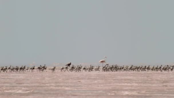 Flock Lesser Flamingos Chicks Phoeniconaias Minor Run Finding Food Fresh — Stockvideo