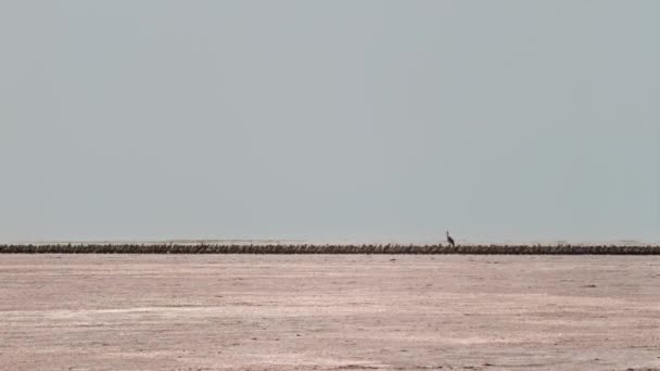 Flock Lesser Flamingos Chicks Phoeniconaias Minor Run Finding Food Fresh — 비디오