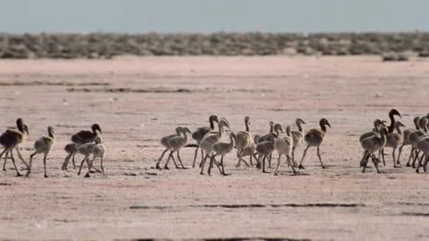 Lesser Flamingos Chicks Phoeniconaias Minor Start Walk Run Lake Bogoria — Stockvideo