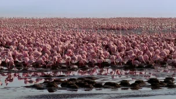 View Large Flock Lesser Flamingos Phoeniconaias Minor Come Breeding Lake — Stockvideo