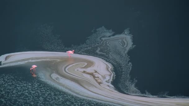 Flock Lesser Flamingos Phoeniconaias Minor Walking Eating Water Lake Bogoria — Stockvideo