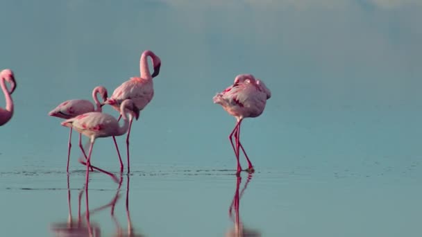 Flock Lesser Flamingos Phoeniconaias Minor Walking Eating Water Lake Bogoria — Wideo stockowe